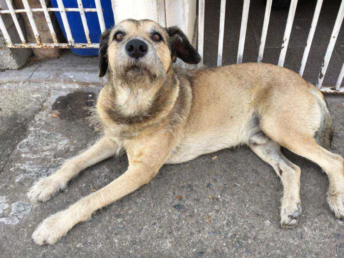 Cachorro ra a sem raça definida idade 4 anos nome Scooby