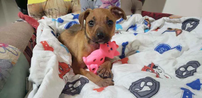 Cachorro raça Srd idade Abaixo de 2 meses nome Hashi