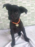 Cachorro raça Srd idade 2 a 6 meses nome Afrodite