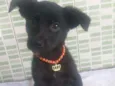 Cachorro raça Srd idade 2 a 6 meses nome Afrodite