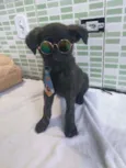 Cachorro raça Srd idade 2 a 6 meses nome Apollo