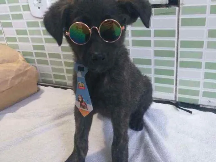 Cachorro raça Srd idade 2 a 6 meses nome Apollo