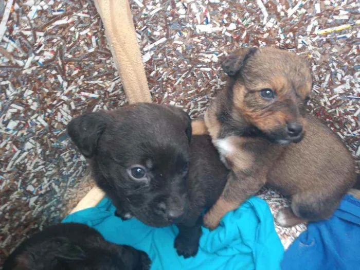 Cachorro ra a SRD idade Abaixo de 2 meses nome Filhotes