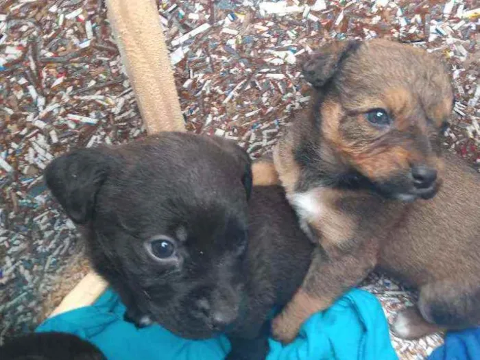 Cachorro ra a SRD idade Abaixo de 2 meses nome Filhotes