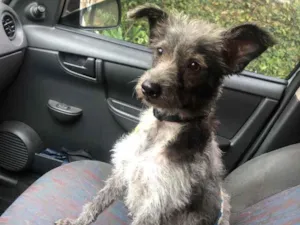 Cachorro raça SRD-ViraLata idade 2 anos nome Lilica