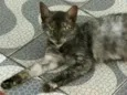 Nina