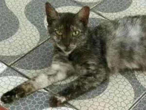 Gato raça SRD idade 1 ano nome Nina