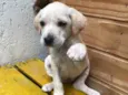 Cachorro raça SRD idade Abaixo de 2 meses nome Sem nome