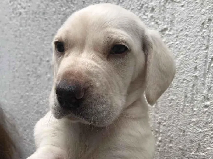 Cachorro raça SRD  idade Abaixo de 2 meses nome Sem Nome