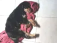 Cachorro raça vira lata com cocker idade 4 anos nome Lolla
