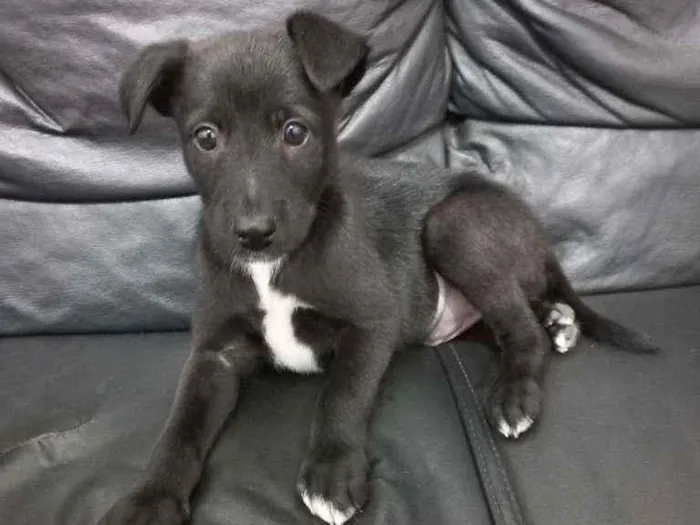 Cachorro ra a SRD idade 2 a 6 meses nome Wick
