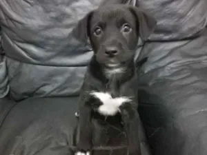 Cachorro raça SRD idade 2 a 6 meses nome Indonésia (macho)
