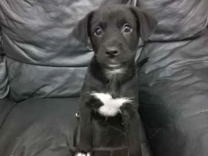 Cachorro ra a SRD idade 2 a 6 meses nome Indonésia (macho)