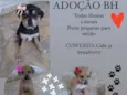 Filhotinhas 