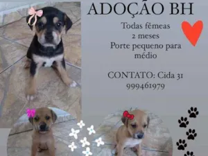 Cachorro raça Srd idade Abaixo de 2 meses nome Filhotinhas 