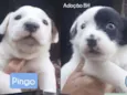 Filhotinhos