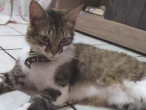 Gato raça SRI idade 2 anos nome Izzy