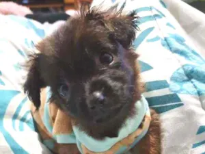 Cachorro raça Srd idade Abaixo de 2 meses nome Temaki 