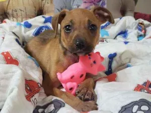 Cachorro raça Srd idade Abaixo de 2 meses nome Hashi