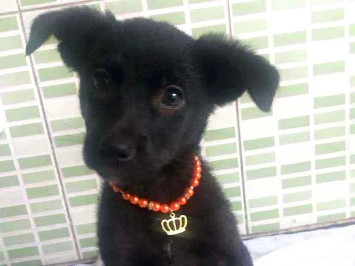 Cachorro raça Srd idade 2 a 6 meses nome Afrodite