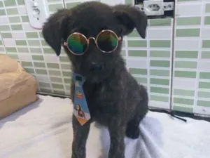 Cachorro raça Srd idade 2 a 6 meses nome Apollo