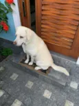 Cachorro raça Labrador idade 6 ou mais anos nome Thor
