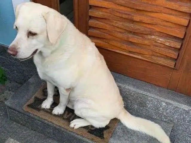 Cachorro raça Labrador idade 6 ou mais anos nome Thor