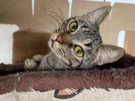 Gato raça Srd idade 7 a 11 meses nome Ritinha 