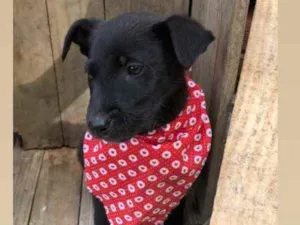Cachorro raça Srd idade 2 a 6 meses nome Nino