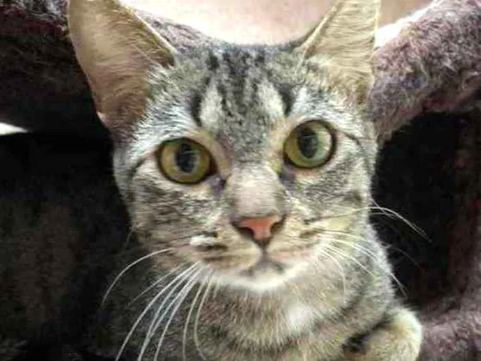 Gato raça Srd idade 7 a 11 meses nome Ritinha 