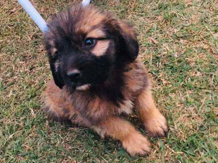 Cachorro ra a Srd idade 2 a 6 meses nome Marley