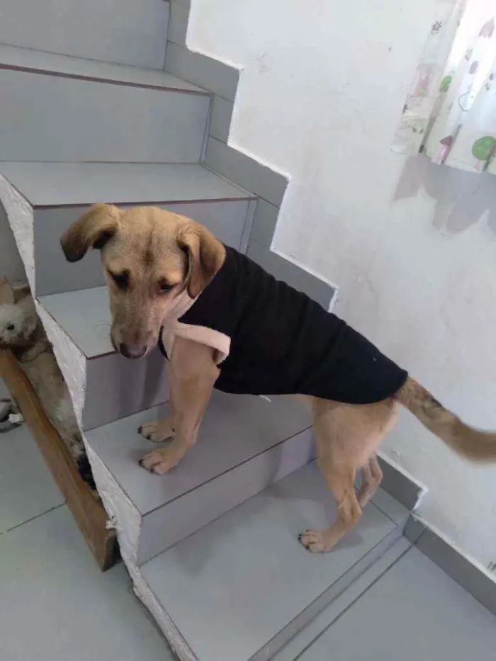 Cachorro raça SRD idade 1 ano nome Thor