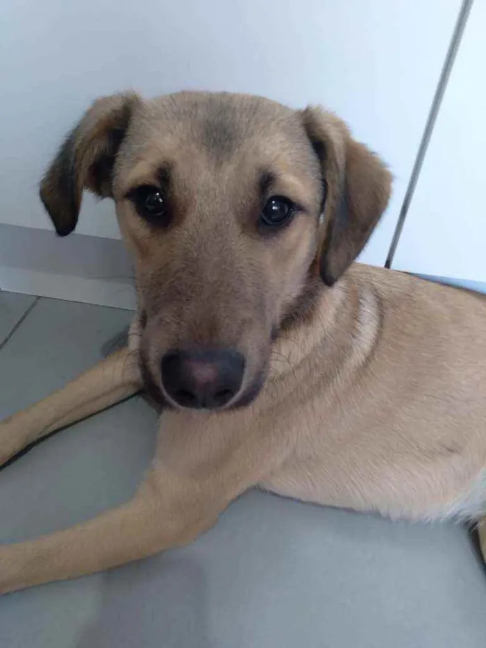 Cachorro raça SRD idade 1 ano nome Thor