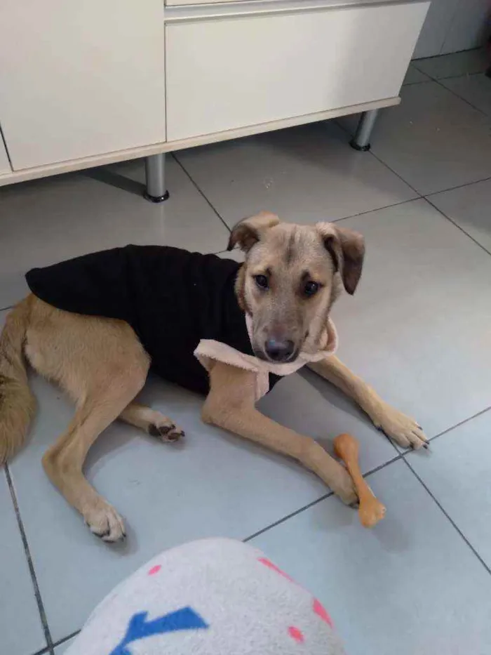 Cachorro raça SRD idade 1 ano nome Thor