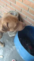 Cachorro raça Pit Bull idade 2 anos nome Bradock