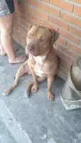Cachorro raça Pit Bull idade 2 anos nome Bradock