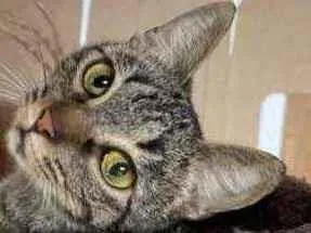 Gato raça Srd idade 7 a 11 meses nome Ritinha 