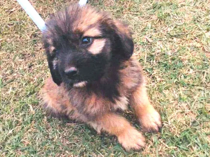 Cachorro ra a Srd idade 2 a 6 meses nome Marley