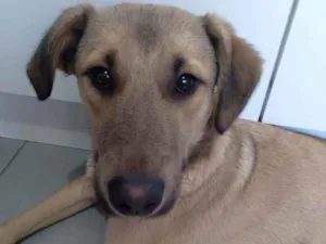 Cachorro raça SRD idade 1 ano nome Thor
