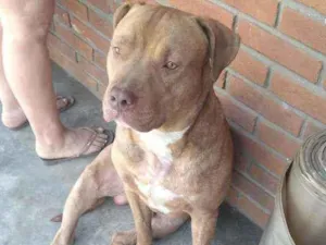 Cachorro raça Pit Bull idade 2 anos nome Bradock