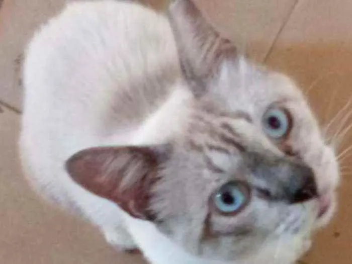 Gato raça Siamês idade 5 anos nome Theo