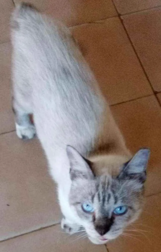 Gato raça Siamês idade 5 anos nome Theo