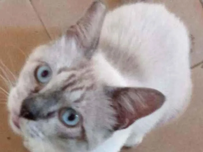Gato raça Siamês idade 5 anos nome Theo