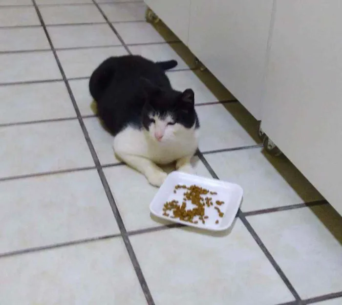 Gato raça SRD idade 2 anos nome Dengoso 