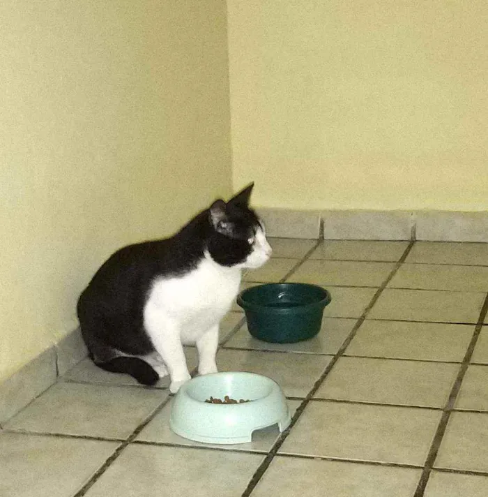 Gato raça SRD idade 2 anos nome Dengoso 
