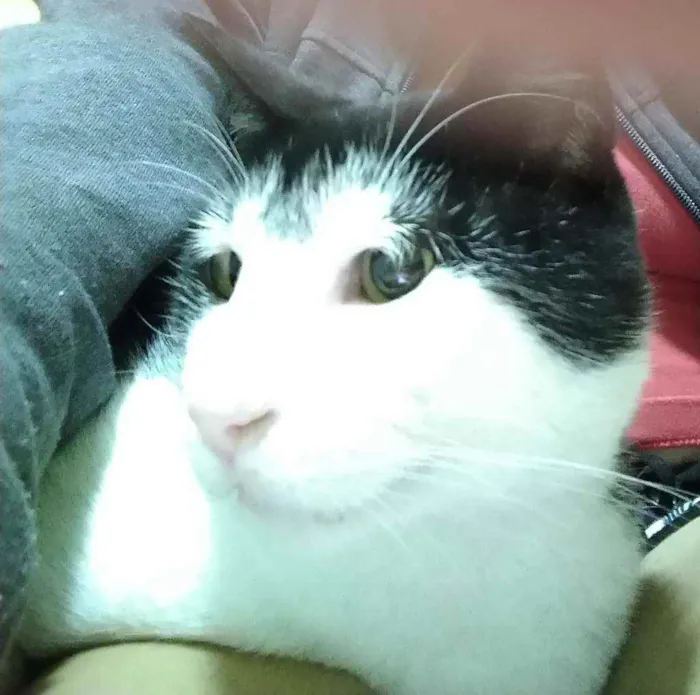 Gato raça SRD idade 2 anos nome Dengoso 