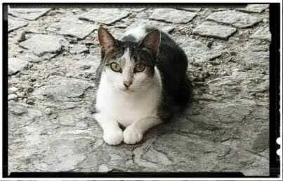 Gato raça SRD idade 1 ano nome Cristal