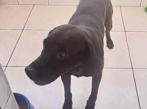 Cachorro raça Labrador  idade 2 anos nome Thor Labradormix 