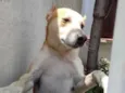 Cachorro raça Srd idade 1 ano nome Trovão bonzinho 