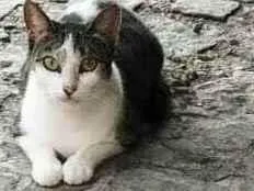Gato raça SRD idade 1 ano nome Cristal